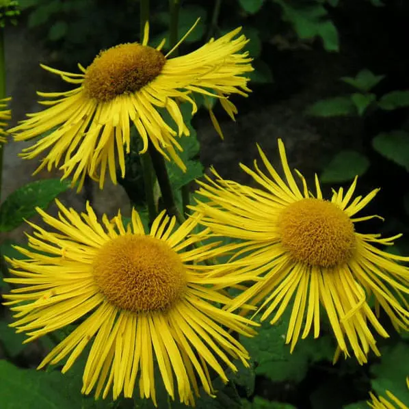 ELECAMPANE (Inula helenium L.)