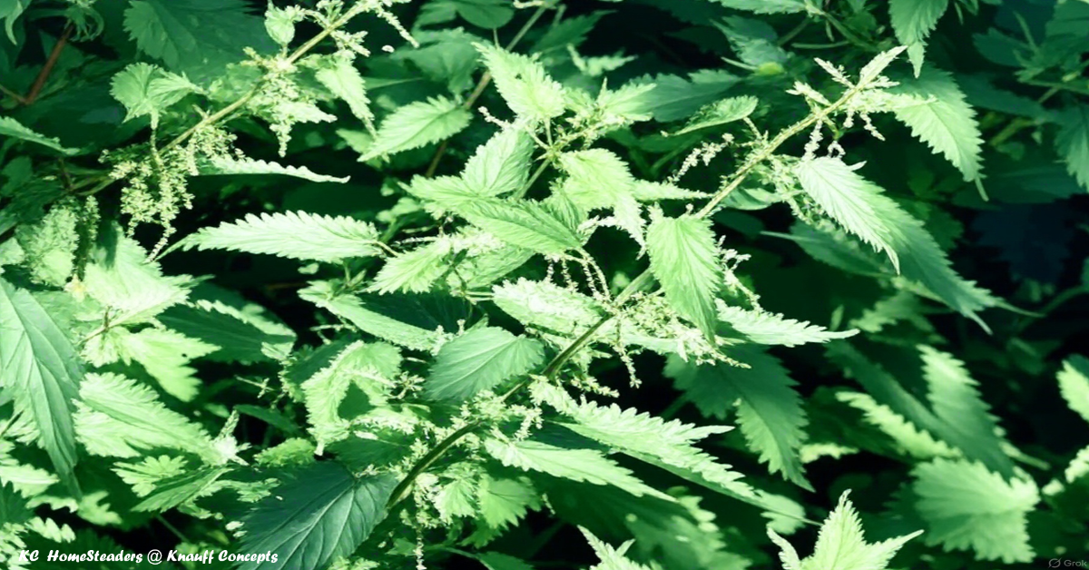 Nettle