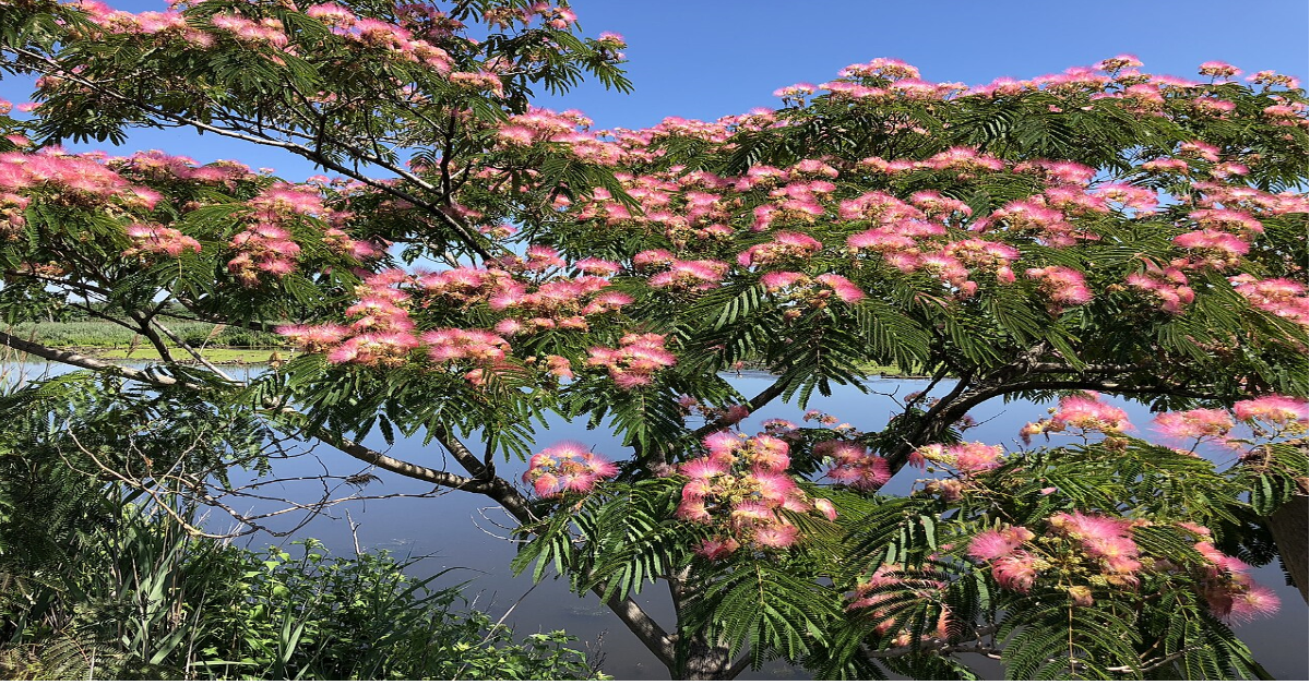 Mimosa (Albizia julibrissin)