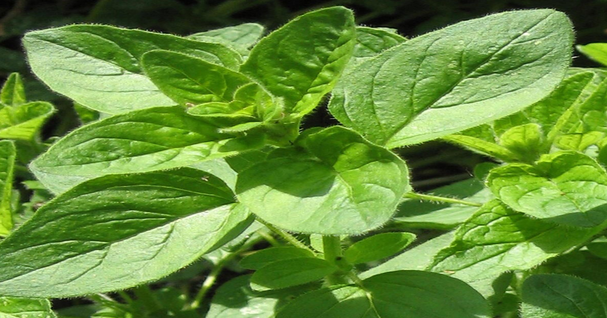 Oregano (Origanum vulgare)