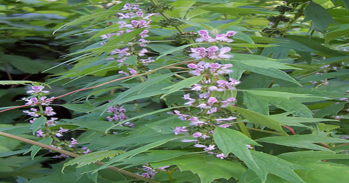 Motherwort (Leonurus cardiaca)
